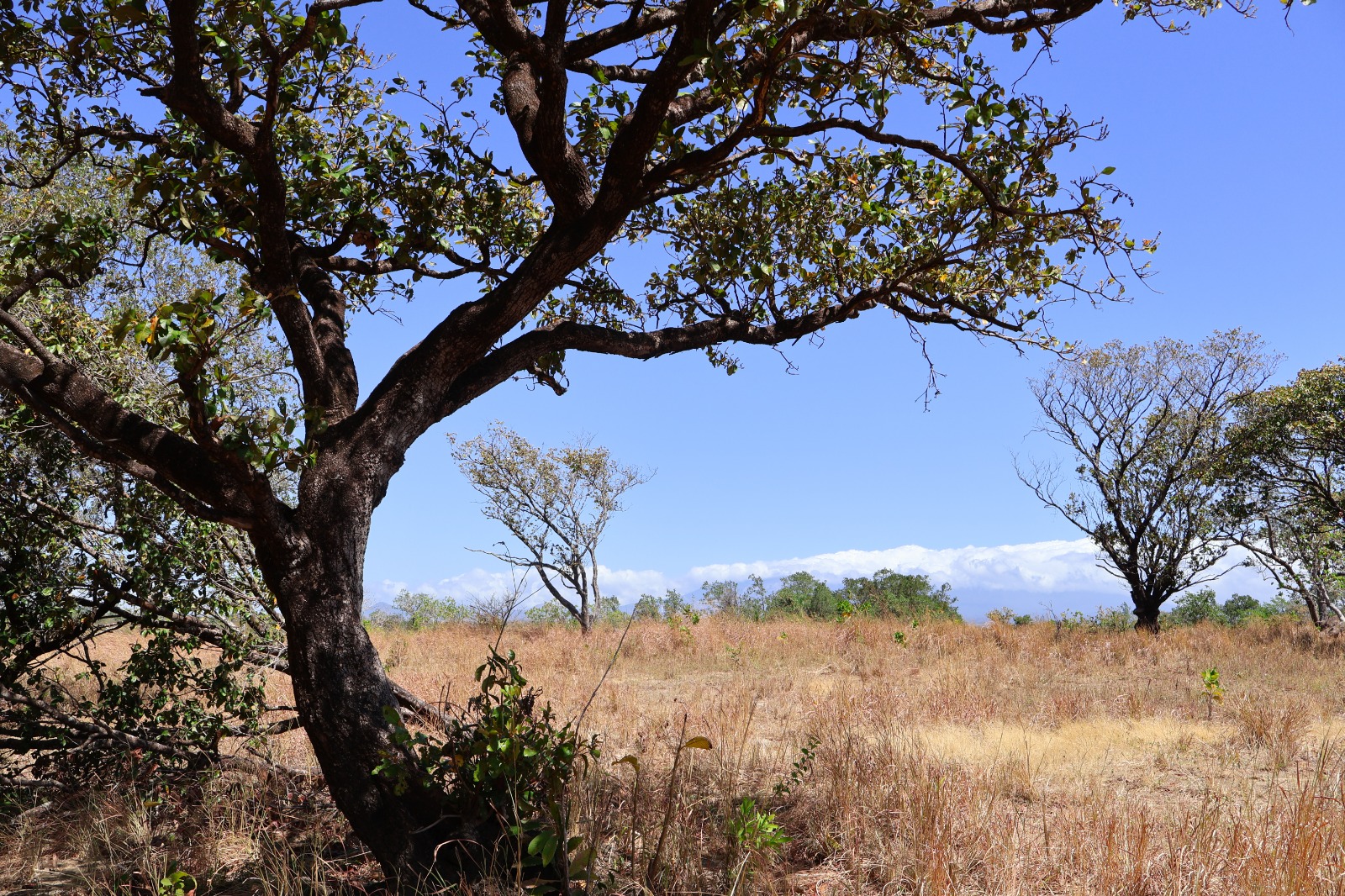 Flexibilidad de Uso (Plano)
